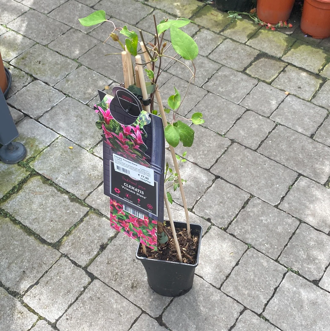 Clematis 'Princess Diana' S-potÃ‚Â®(2,25 L) - Image 3