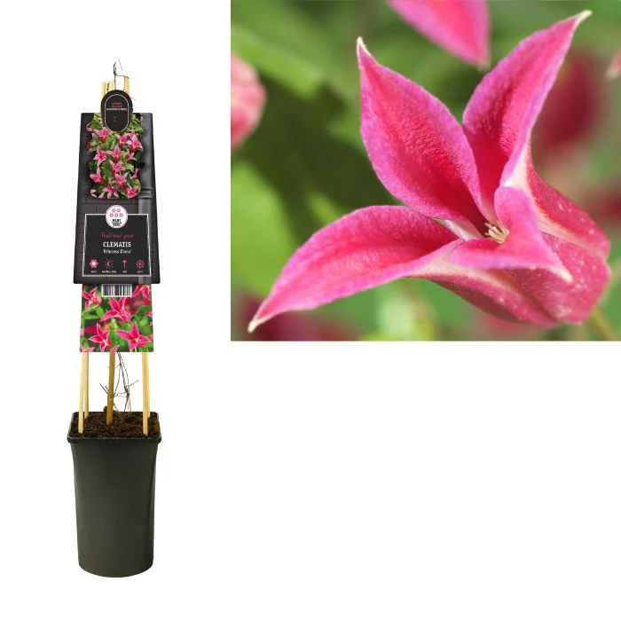 Clematis 'Princess Diana' S-potÃ‚Â®(2,25 L) - Image 4