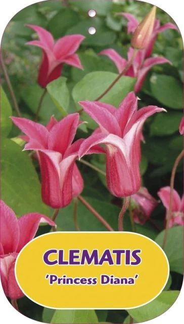 Clematis 'Princess Diana' S-potÃ‚Â®(2,25 L) - Image 5