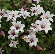 Clematis 'Princess Kate'® - Image 2