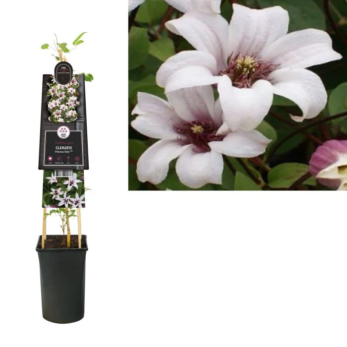 Clematis 'Princess Kate'® - Image 3