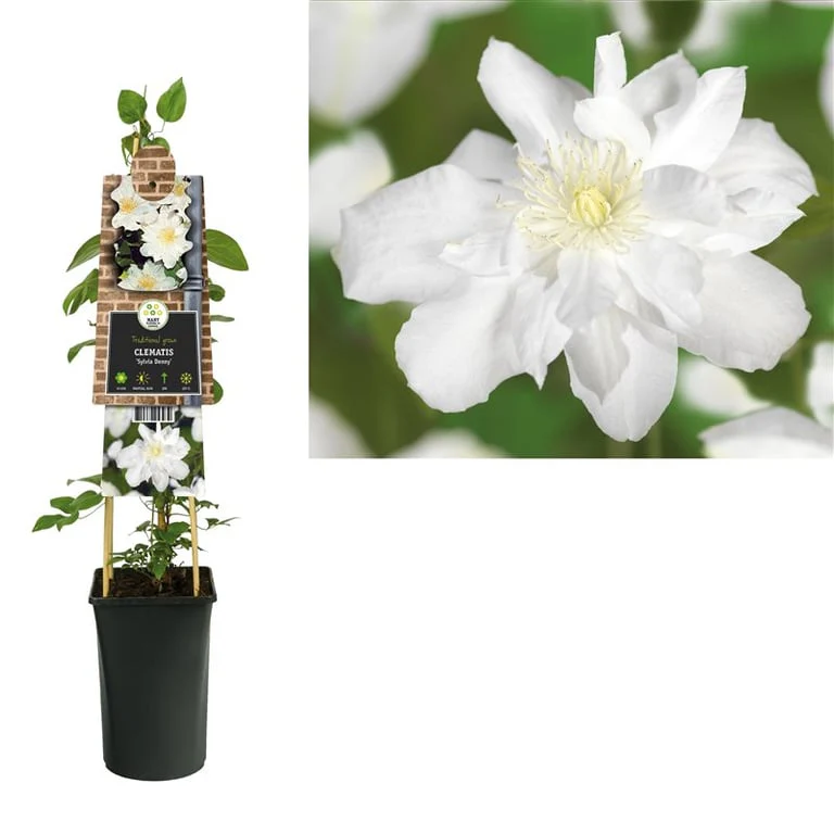 Clematis Sylvia Denny  S-pot(2,25 L) - Image 2