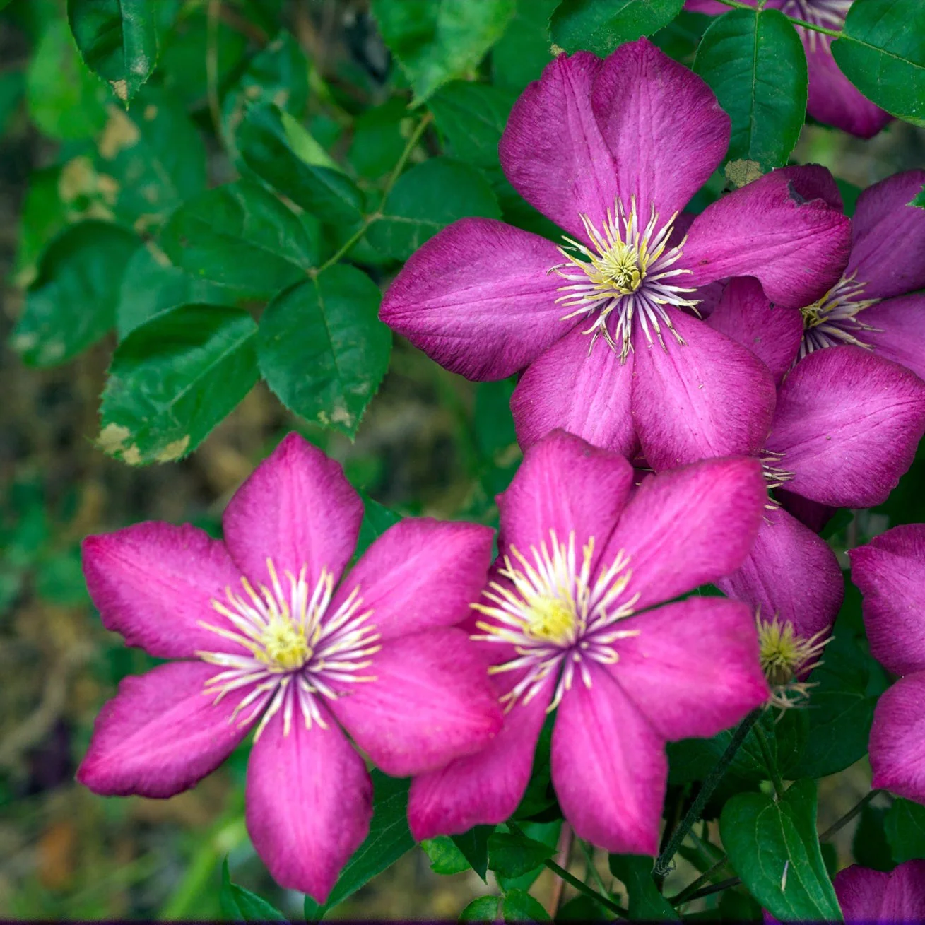 Clematis 'Ville de Lyon' - Image 2