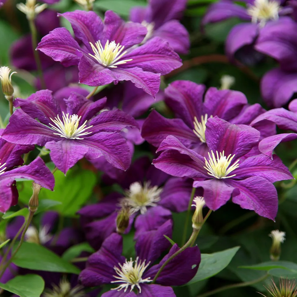 Clematis vit. Etoile Violette - Image 2