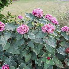 Clerodendrum bungei - Image 2