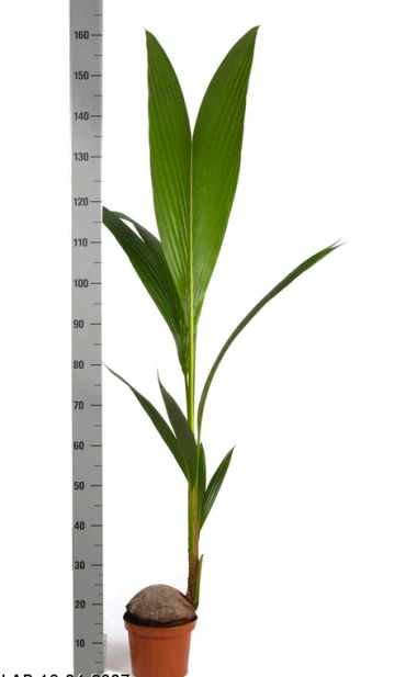 Cocos nucifera  P19