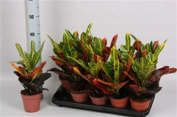 Codiaeum var. Excellent