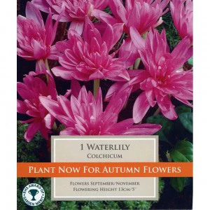 COLCHICUM WATERLILY