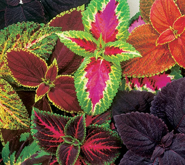 Coleus 1L