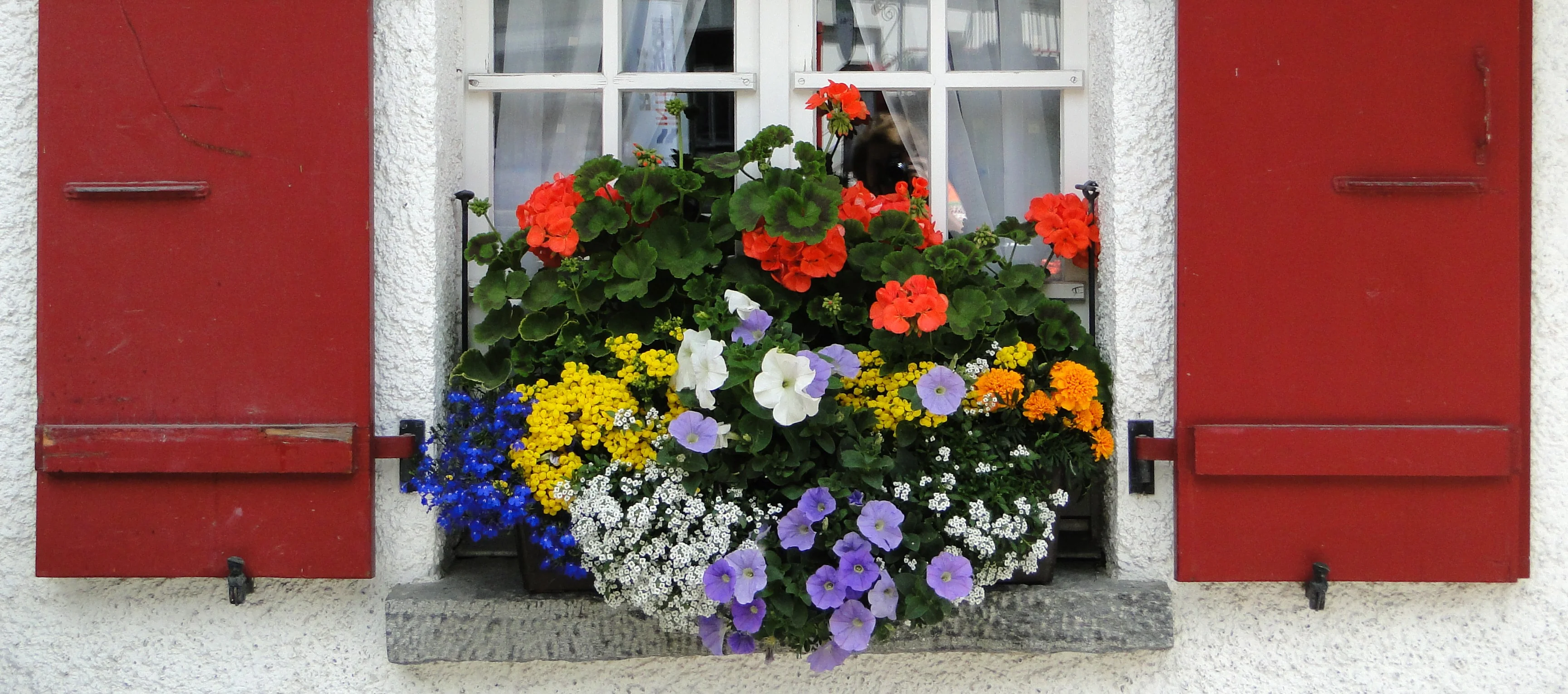 Colour for Winter & Spring in Window Boxes and Baskets with Marie