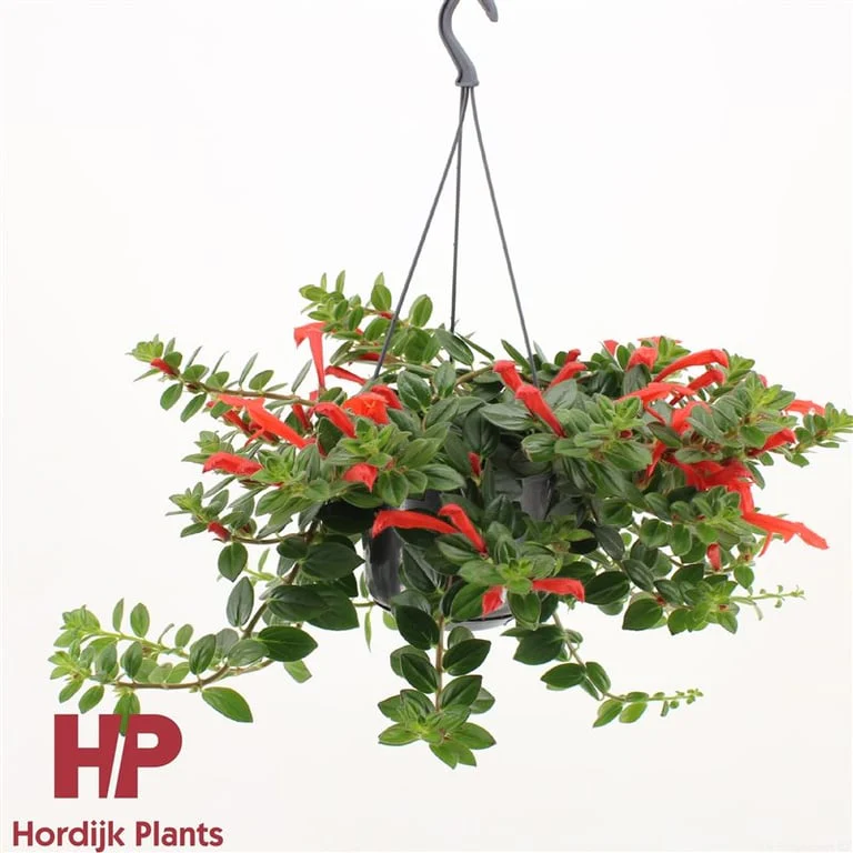 Columnea Krakatau P15, hanging pot