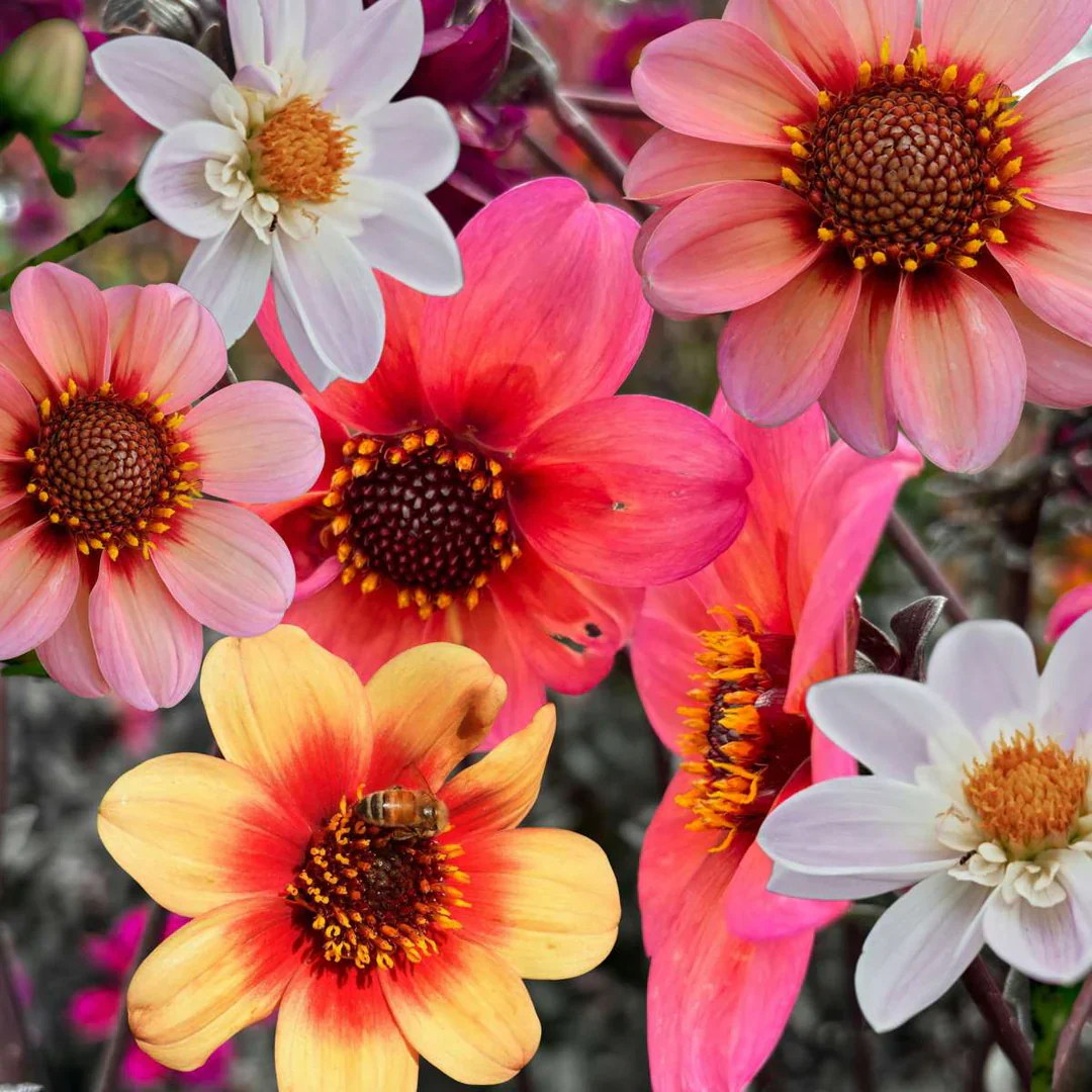 COMBI DAHLIA HAPPY SINGLE PINK AND ORANGE 3 - Image 2