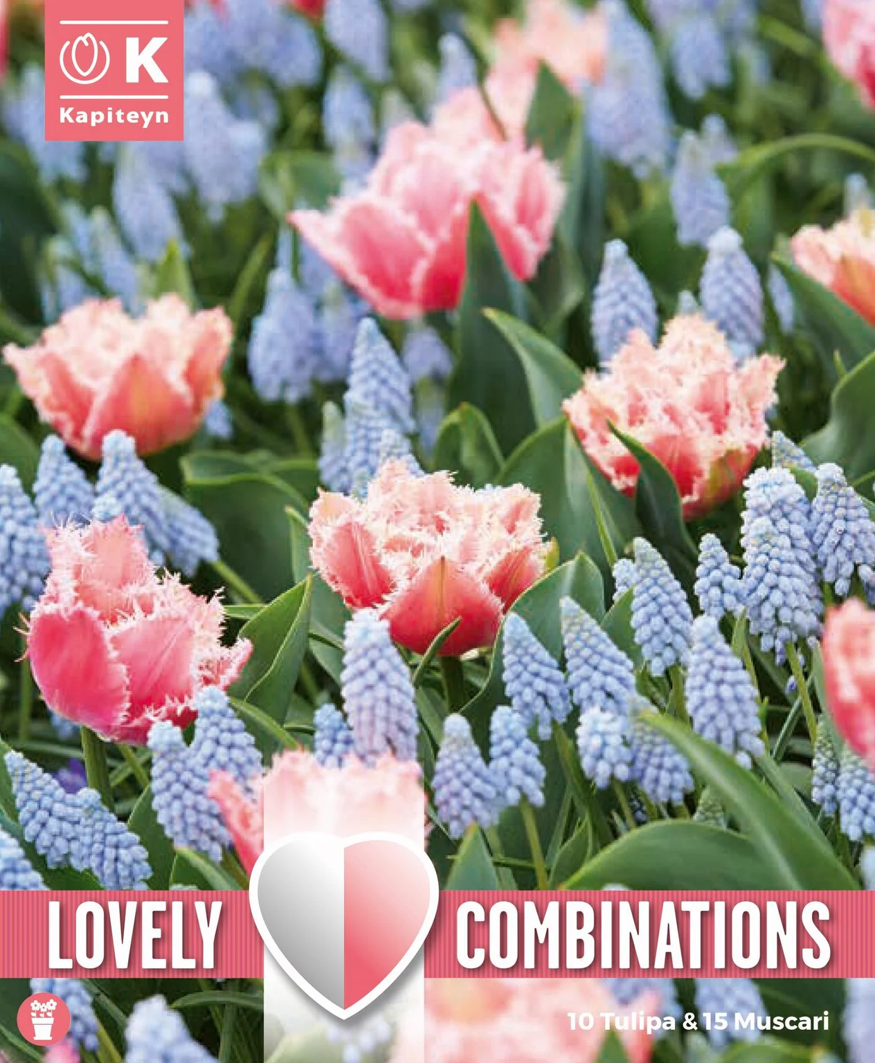 COMBI TUL ROSE RED&MUSCARI PALE BLUE x 20