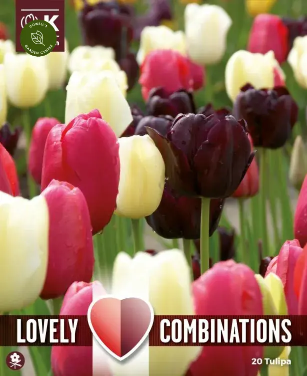 COMBI TULIPA BLACK, PINK & WHITE x 15