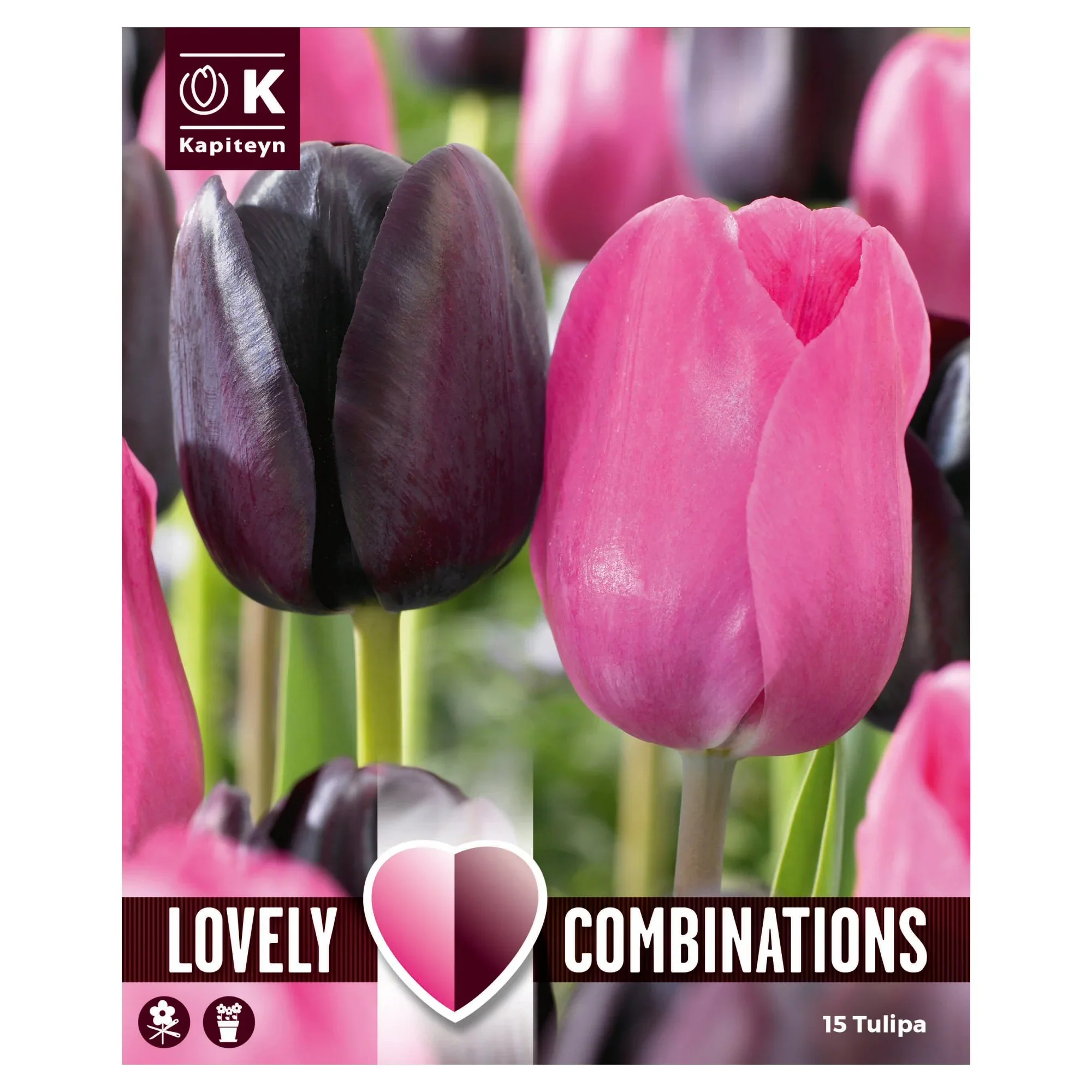 COMBI TULIPA DUOPACK BLACK & PINK x 15