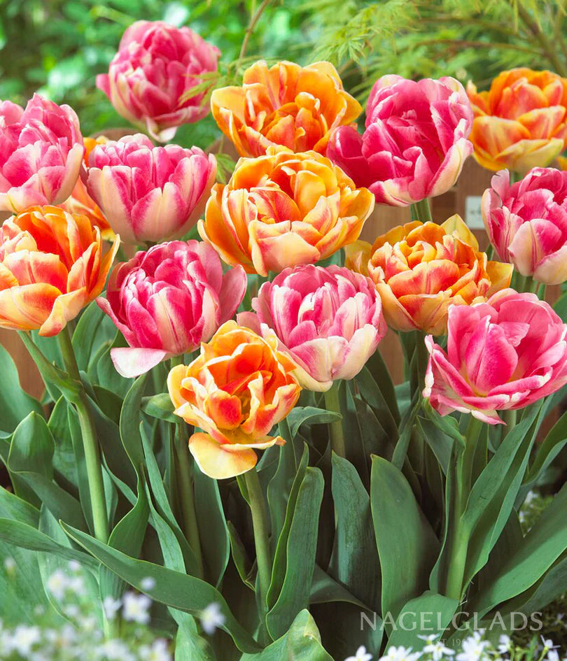 COMBI TULIPA DUOPACK ORANGE & PINK x 12 - Image 2