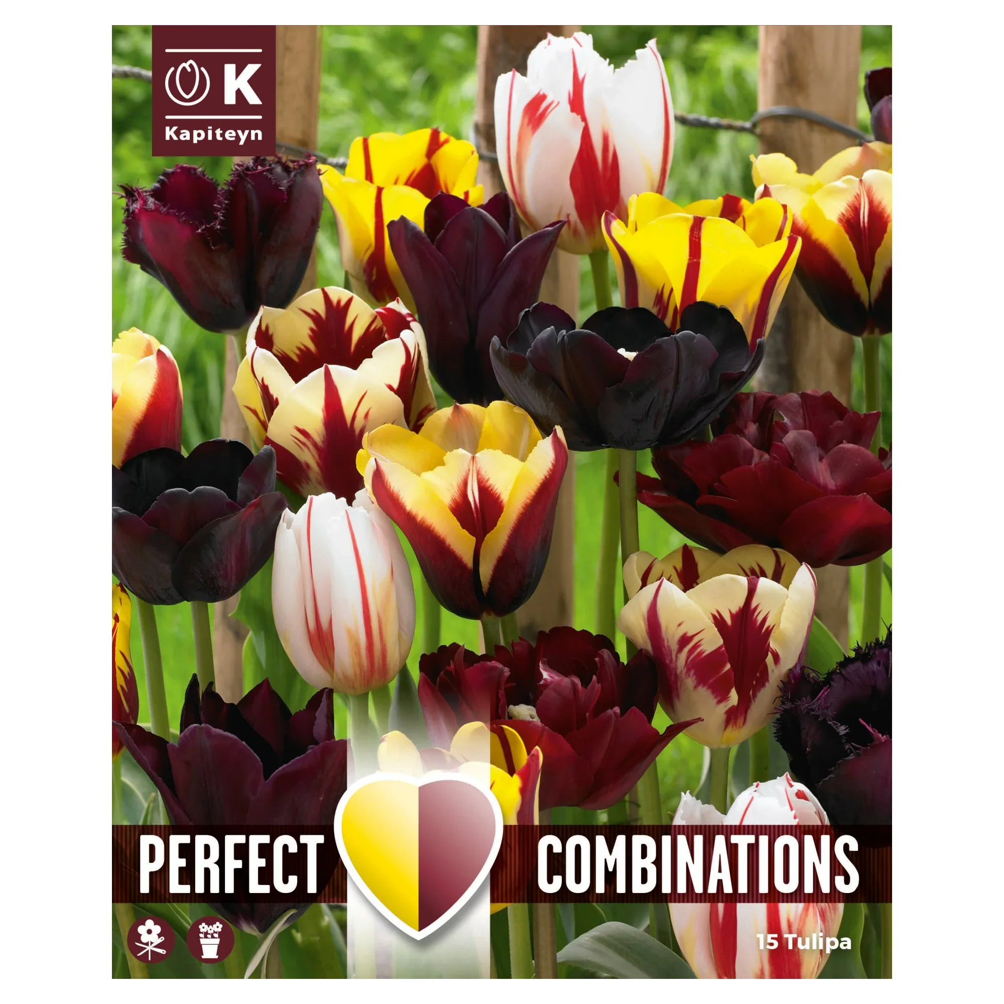 COMBI TULIPA MYSTIC BLEND x 15