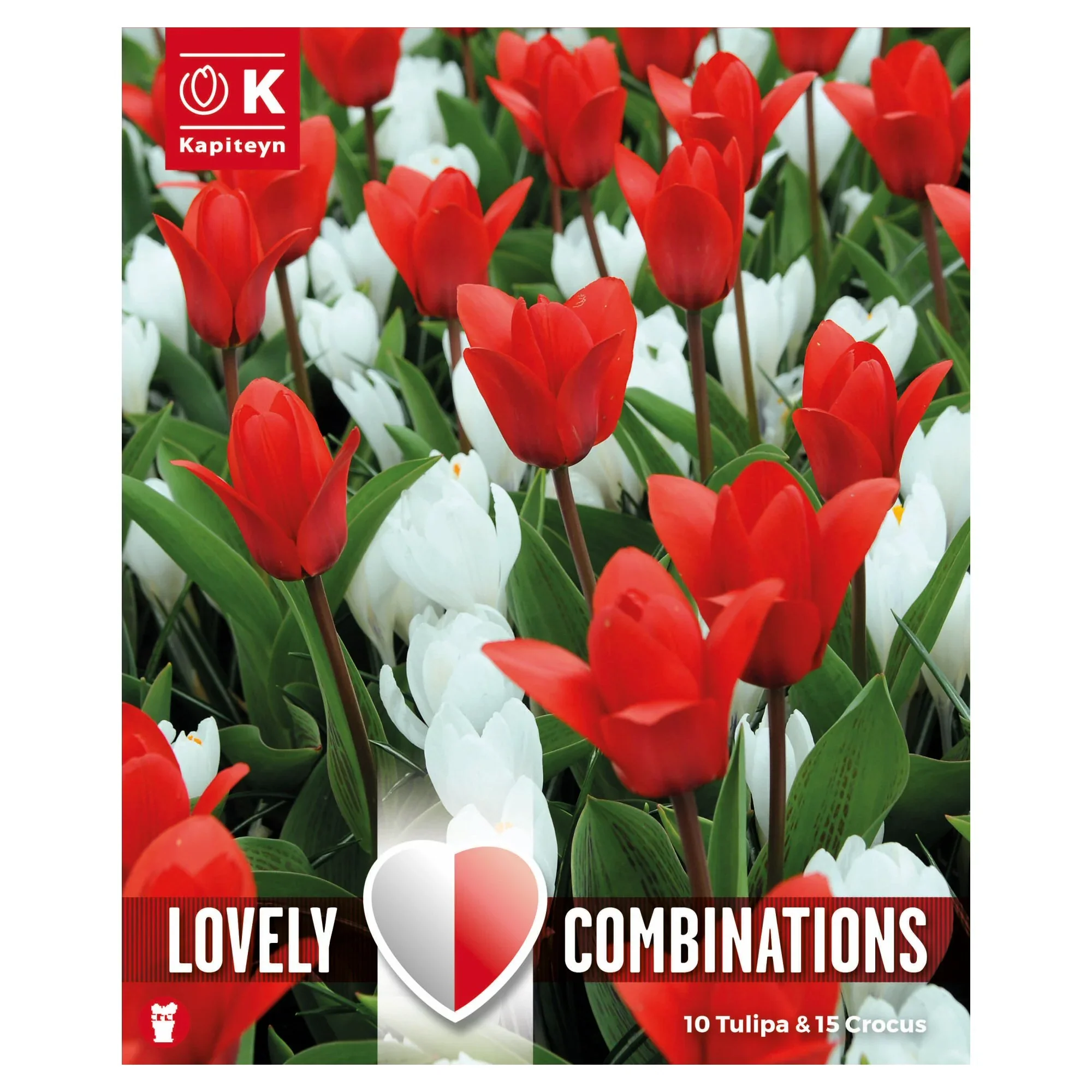 COMBI TULIPA RED & CROCUS WHITE 25 Bulbs