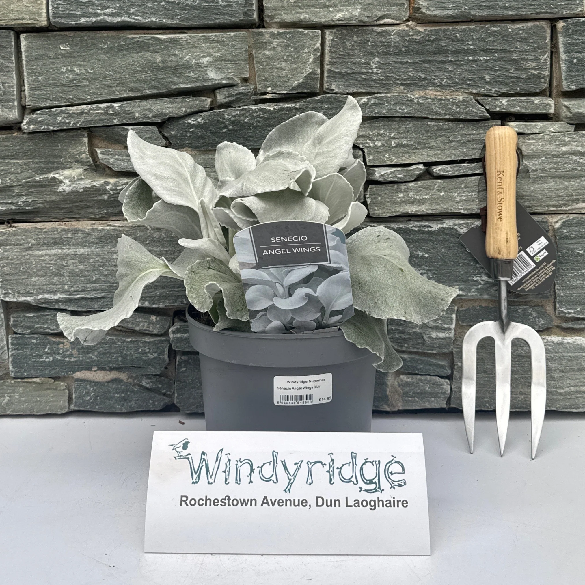 Common Groundsel Senecio (3Ltr Pot) - Image 2