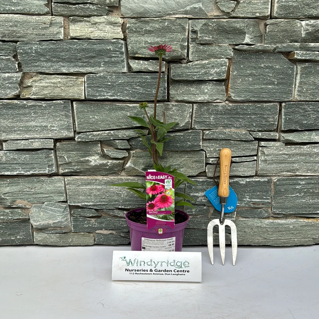 Coneflower Echinacea Delicious Candy (2Ltr Pot) - Image 2