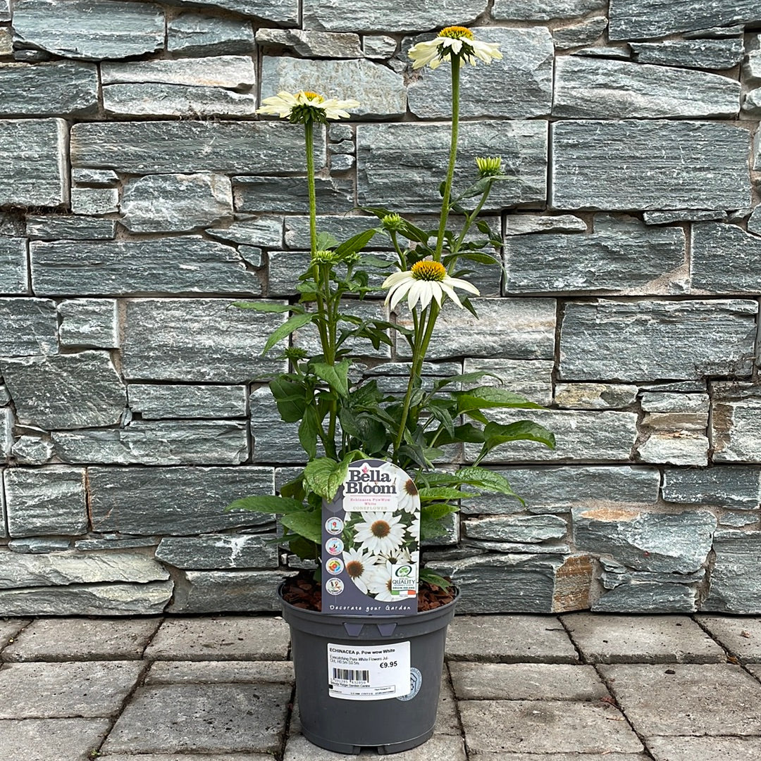Coneflower (Echinacea Pow Wow White) - Image 2