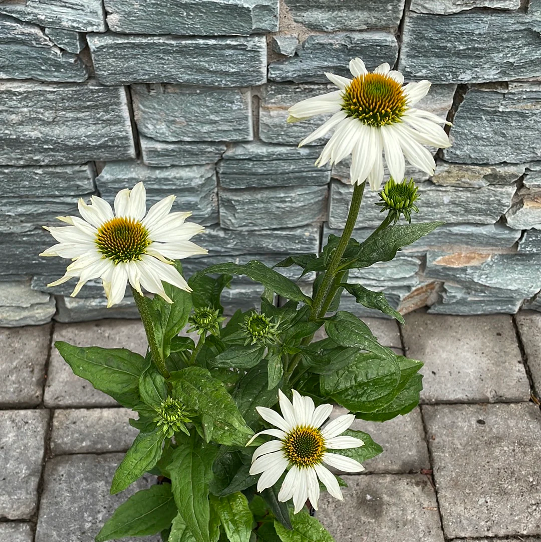 Coneflower (Echinacea Pow Wow White) - Image 3