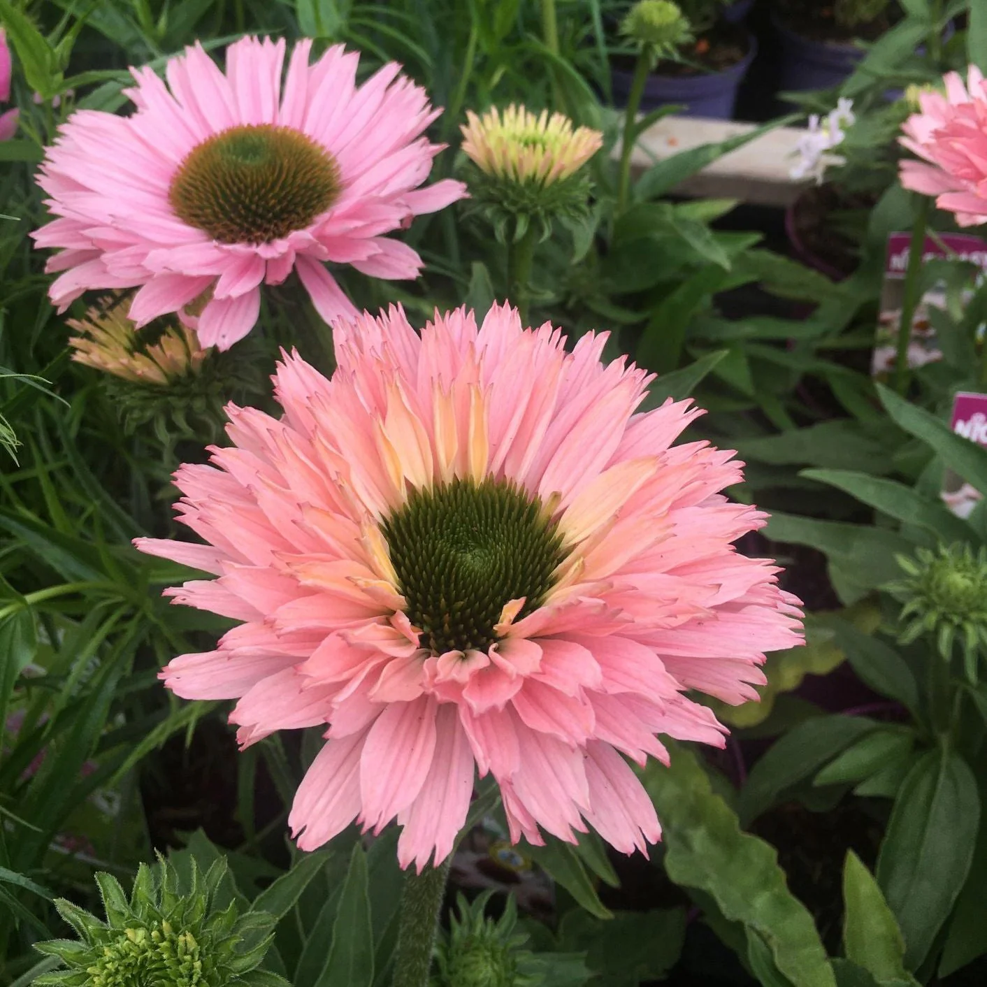 Coneflower Echinacea Sunseekers Salmon (2Ltr Pot)