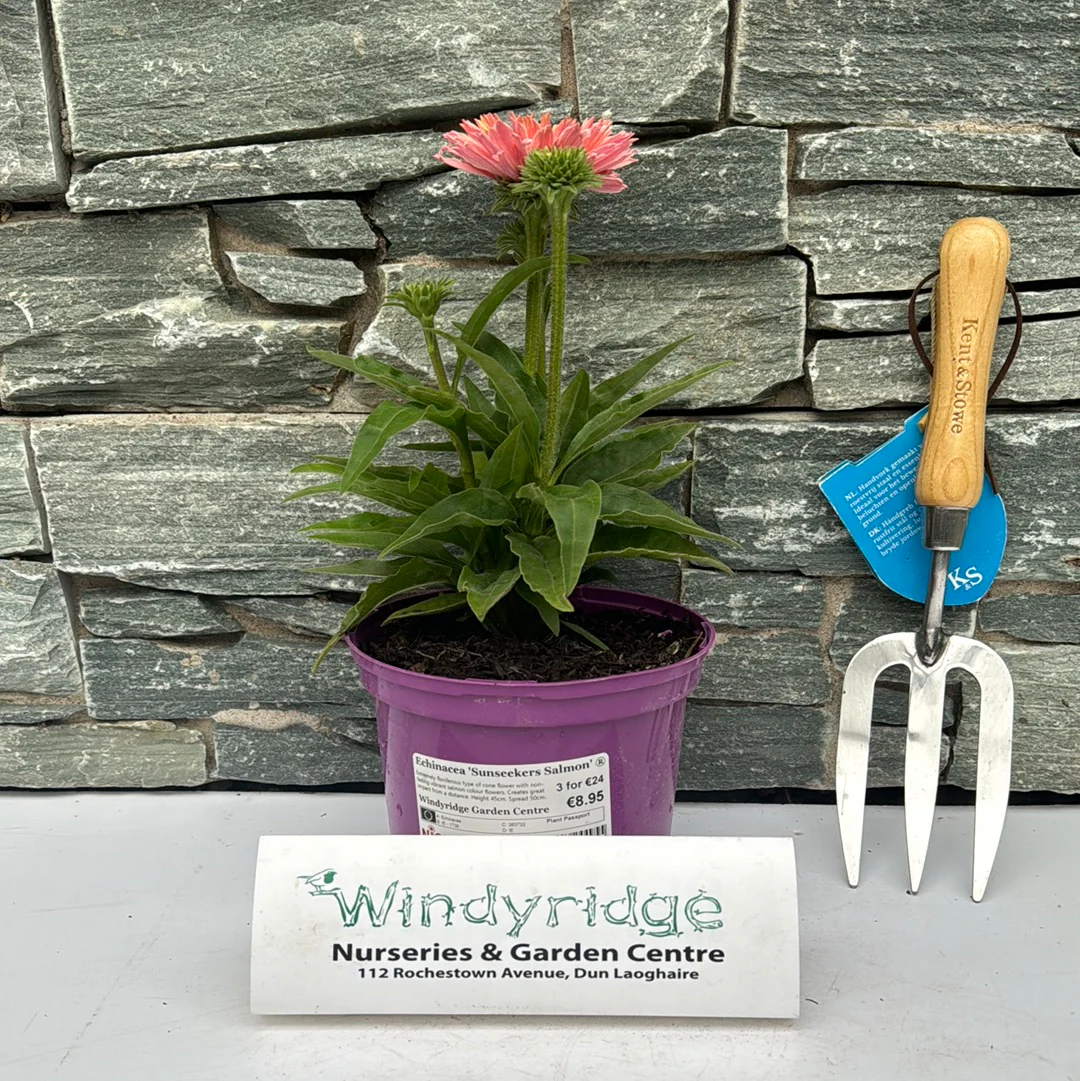 Coneflower Echinacea Sunseekers Salmon (2Ltr Pot) - Image 2