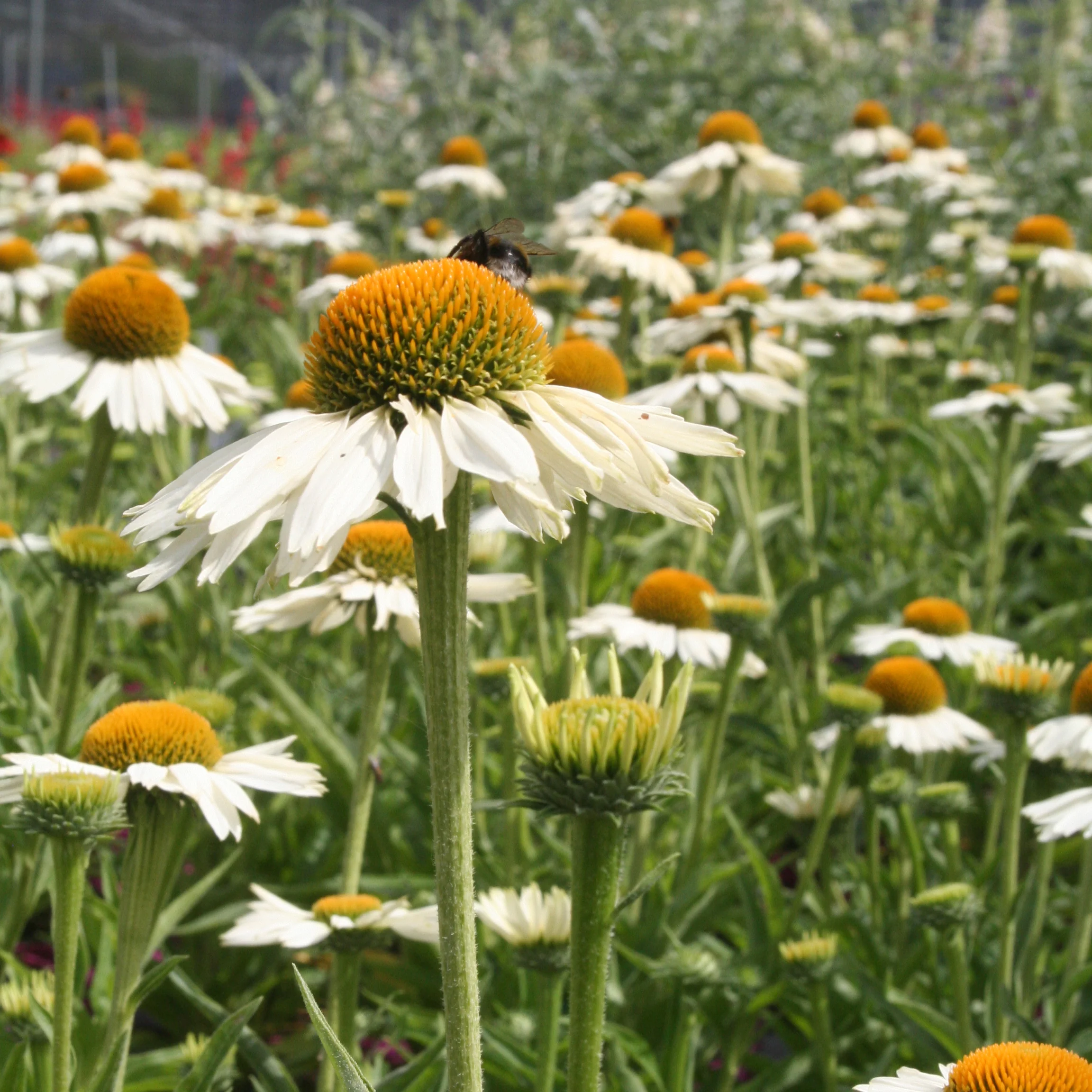 Coneflower (Echinacea White Meditation)