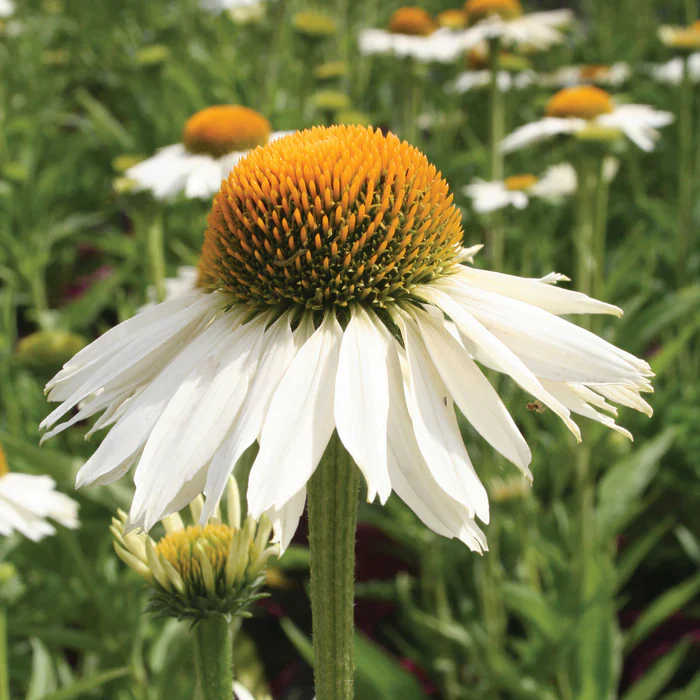 Coneflower (Echinacea White Meditation) - Image 3
