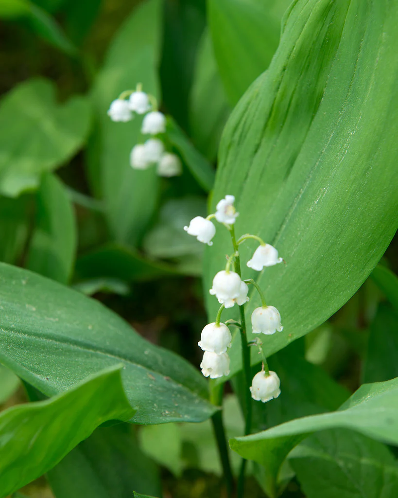 CONVALLARIA maj. Prolificans - Image 3
