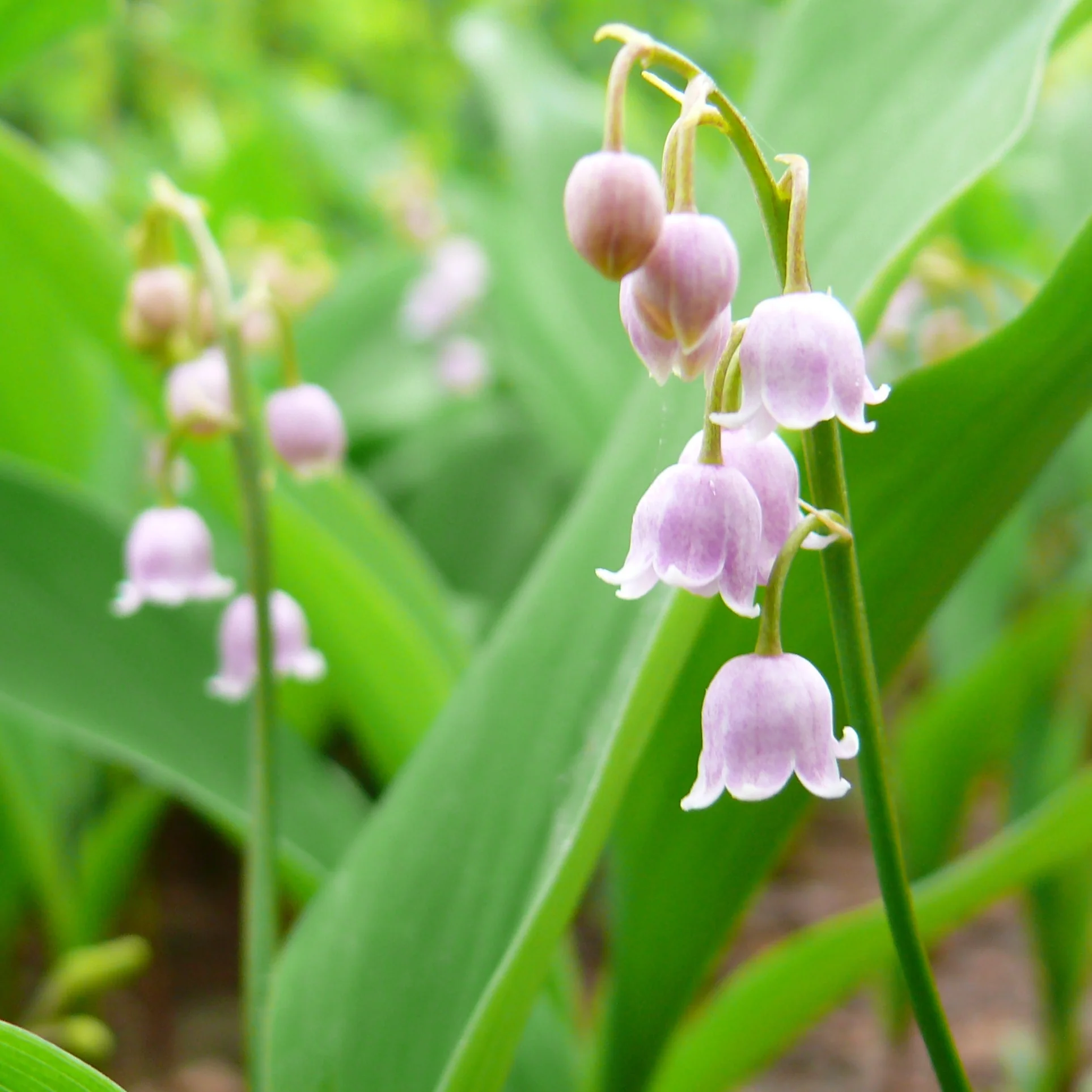 CONVALLARIA majalis 'Rosea' - Image 2