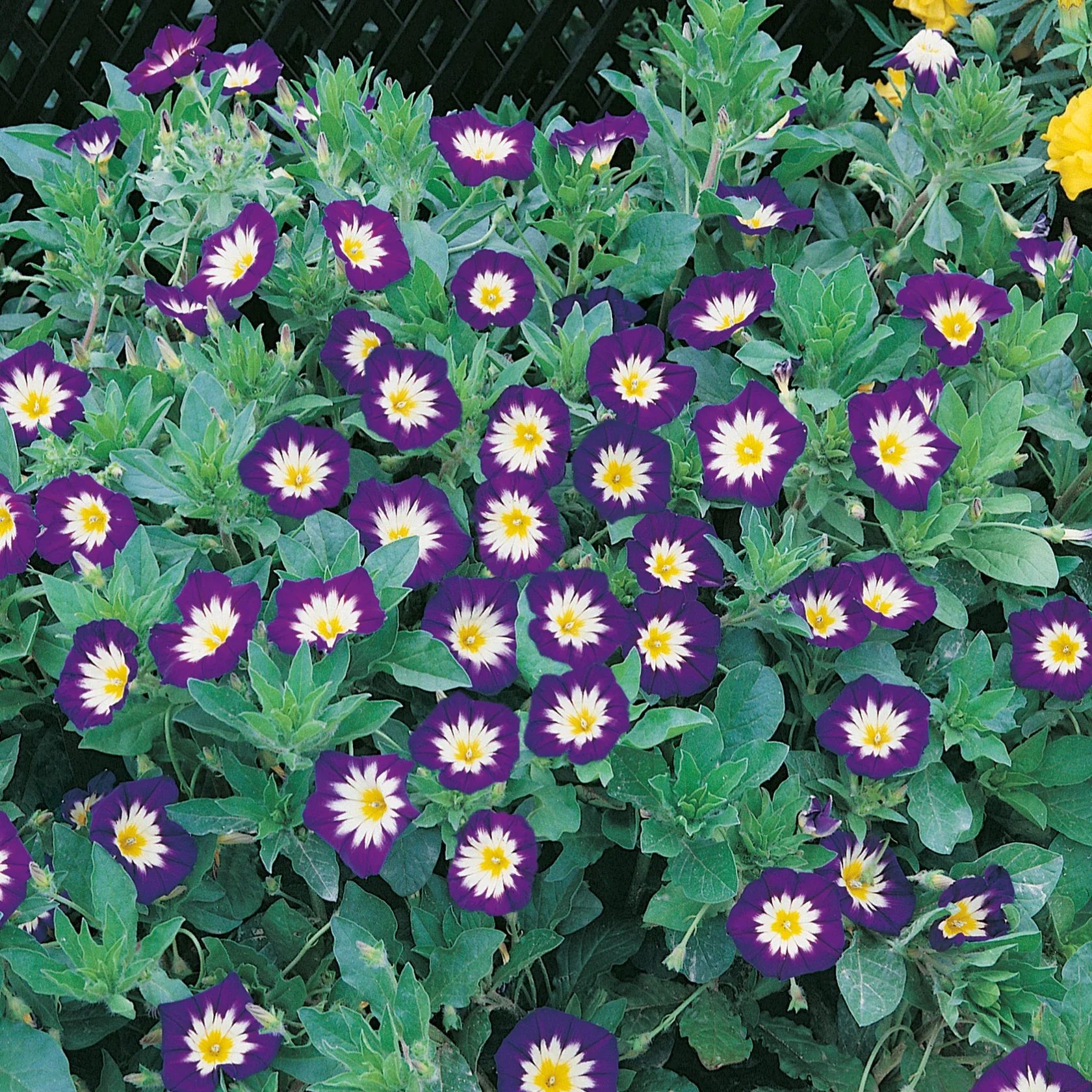 Convolvulus Royal Ensign - Image 3