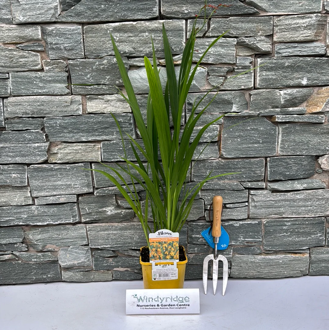 Coppertips Crocosmia George Davidson (2Ltr Pot) - Image 2