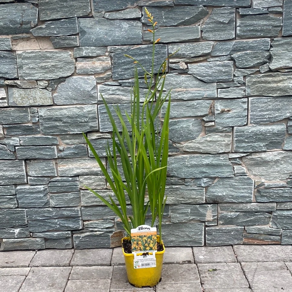 Coppertips Crocosmia George Davidson (2Ltr Pot) - Image 3