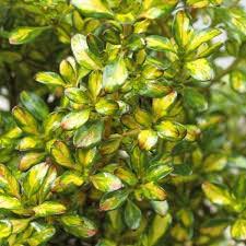 Coprosma Lemon & Lime - Image 2