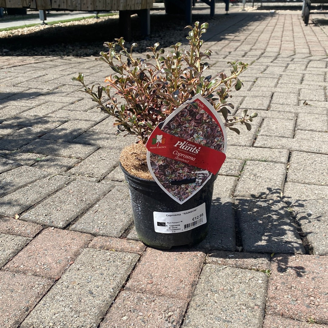 Coprosma Rainbow