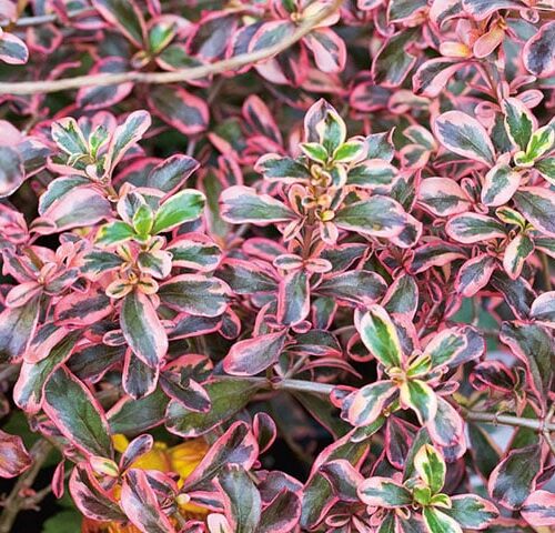 Coprosma Rainbow - Image 2