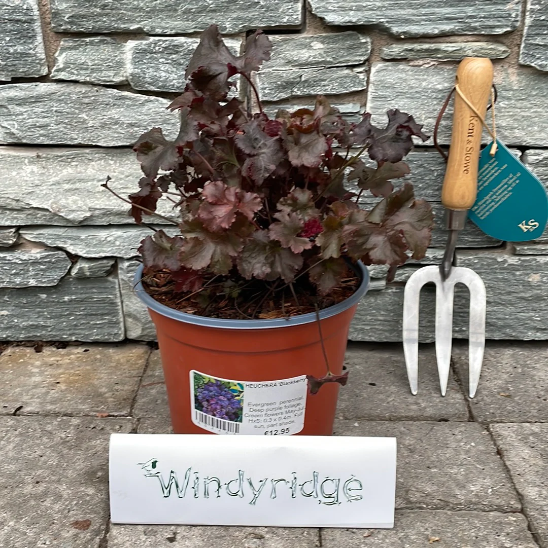 Coral Bells Heuchera Blackberry (3Ltr Pot) - Image 2