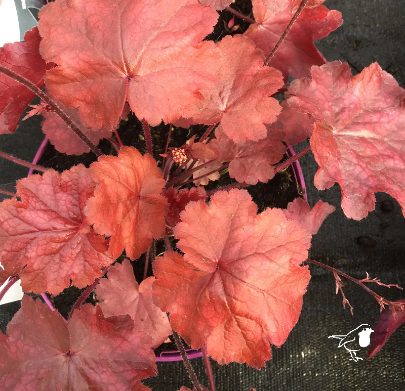 Coral Bells Heuchera Fire Chief (2Ltr Pot) - Image 2