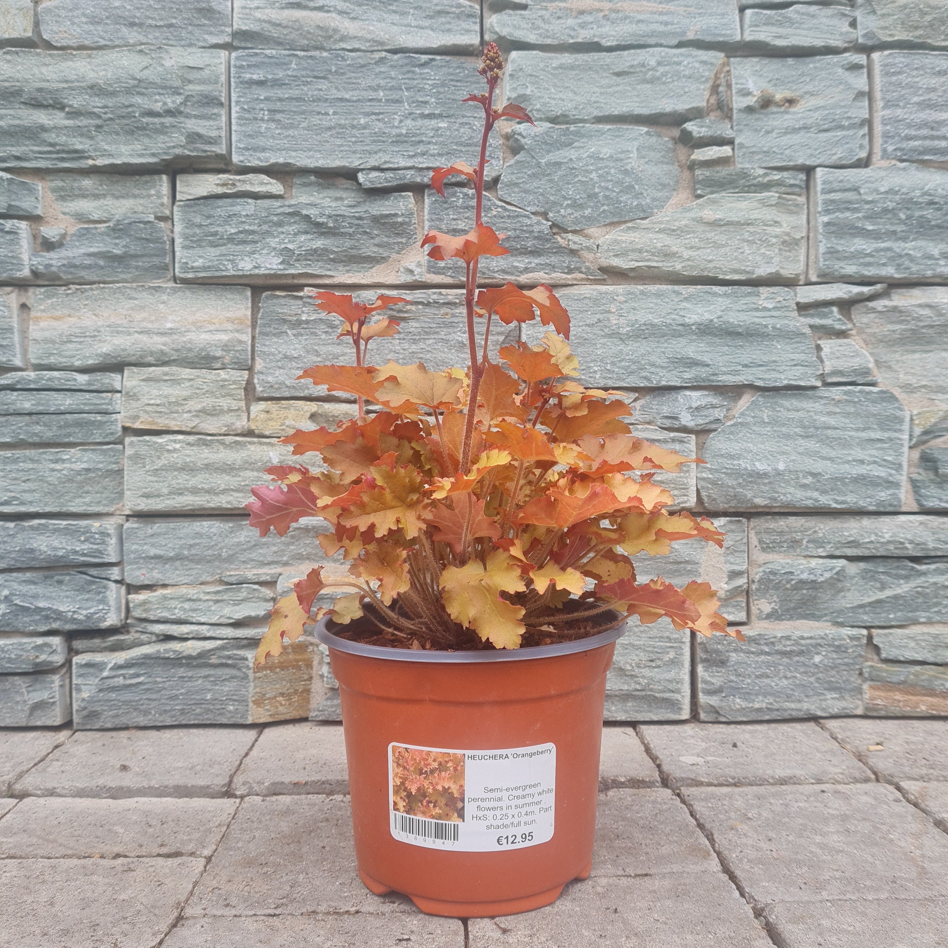 Coral Bells (Heuchera Orangeberry) - Image 2