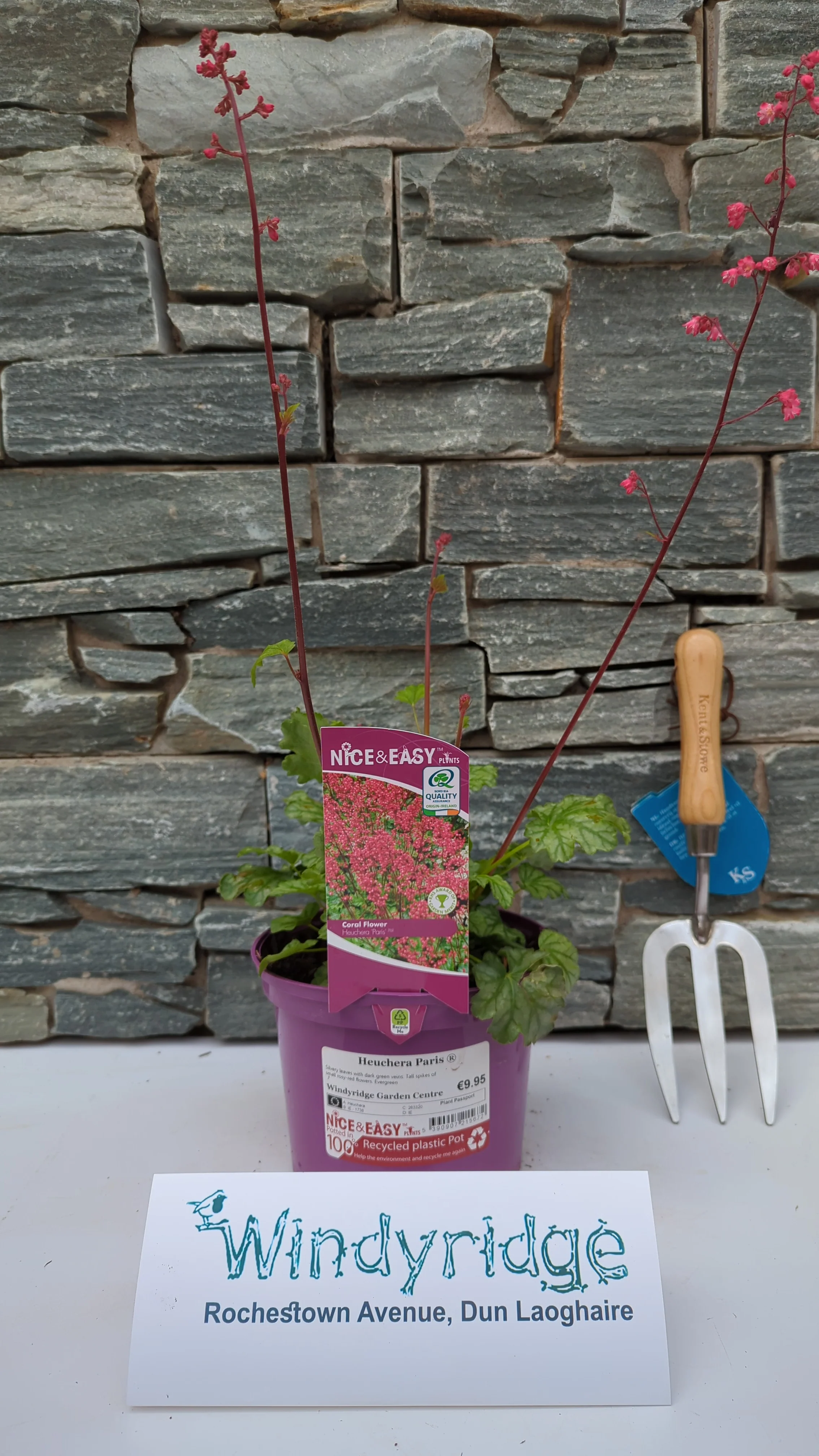 Coral Bells Heuchera Paris (2Ltr Pot) - Image 3