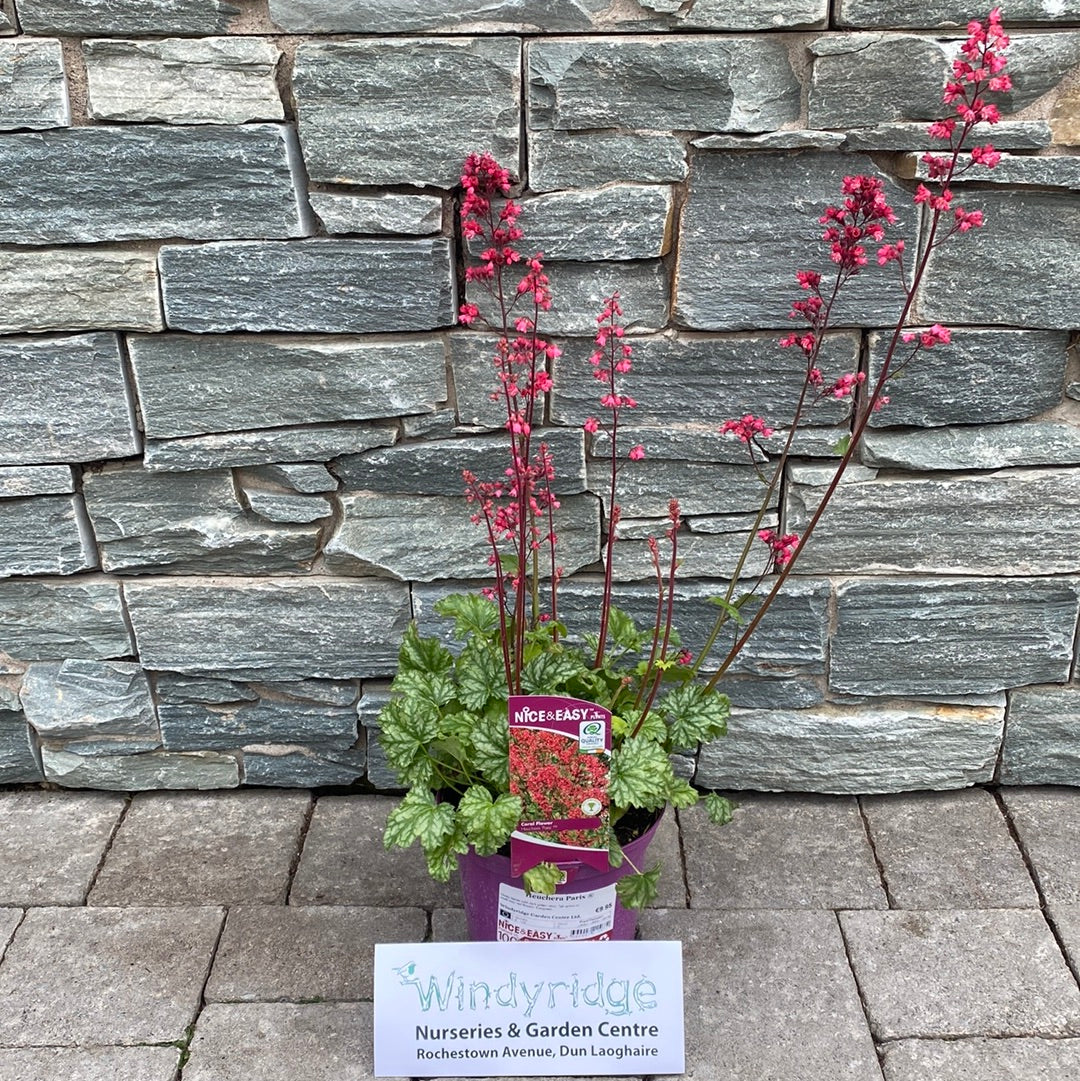 Coral Bells Heuchera Paris (2Ltr Pot) - Image 4