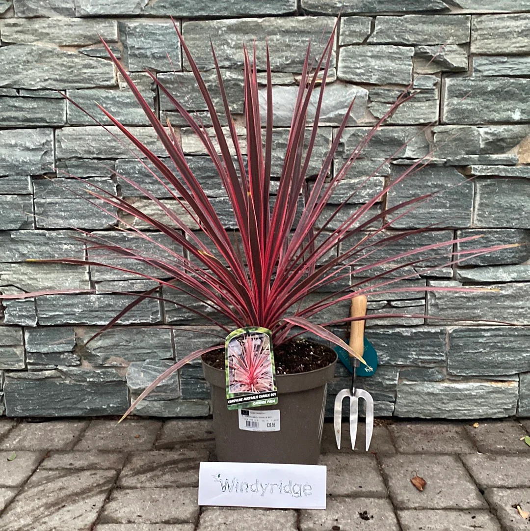 CORDYLINE A. CHARLIE BOY - Image 2