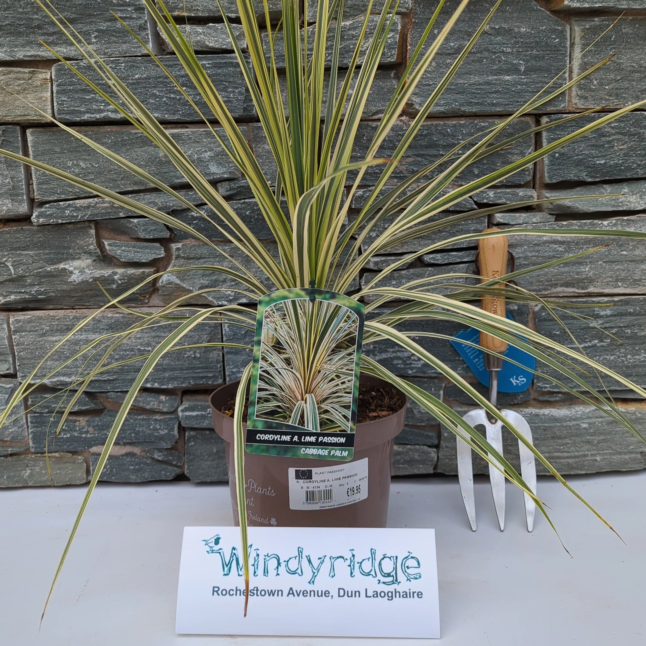 CORDYLINE A. LIME PASSION - Image 2