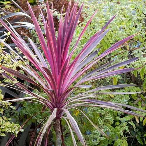 CORDYLINE A. PINK PASSION