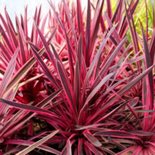 CORDYLINE A. PINK PASSION - Image 2