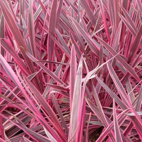 CORDYLINE A. PINK PASSION - Image 3