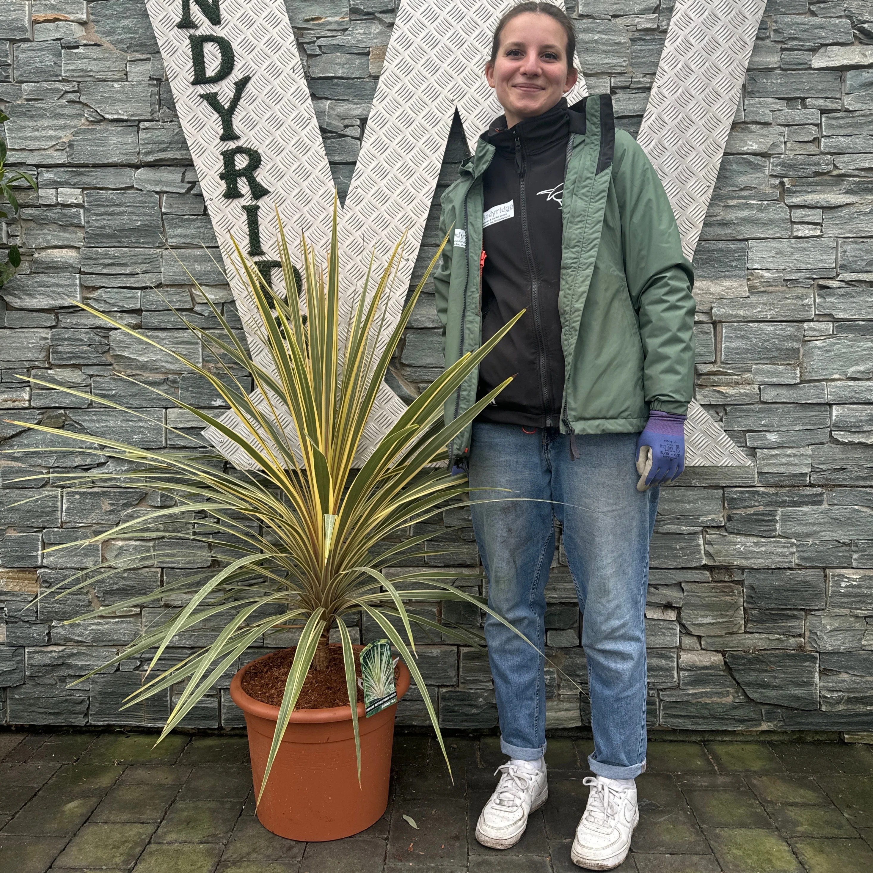 CORDYLINE A. TORBAY DAZZLER - Image 3