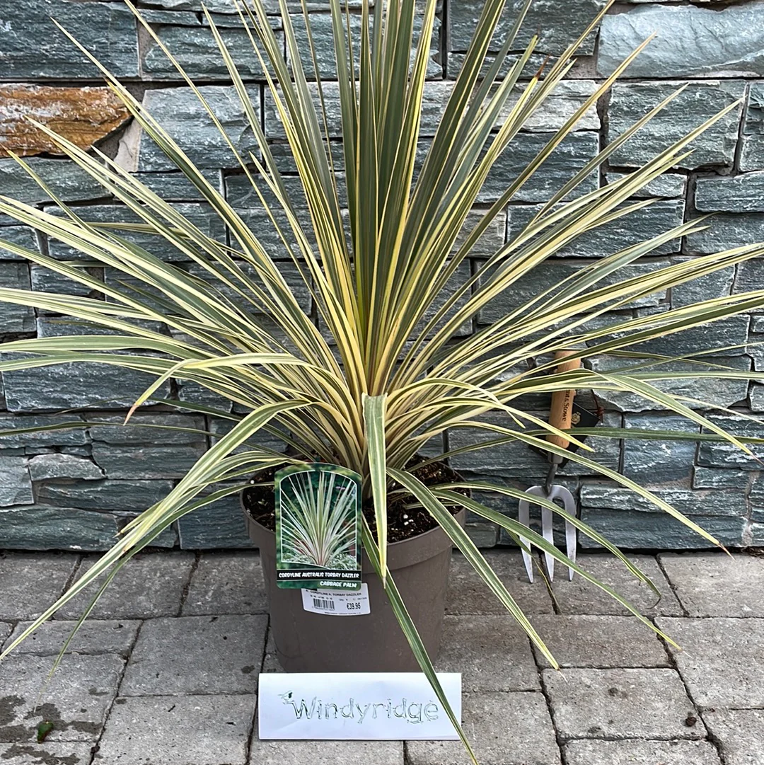 CORDYLINE A. TORBAY DAZZLER - Image 2